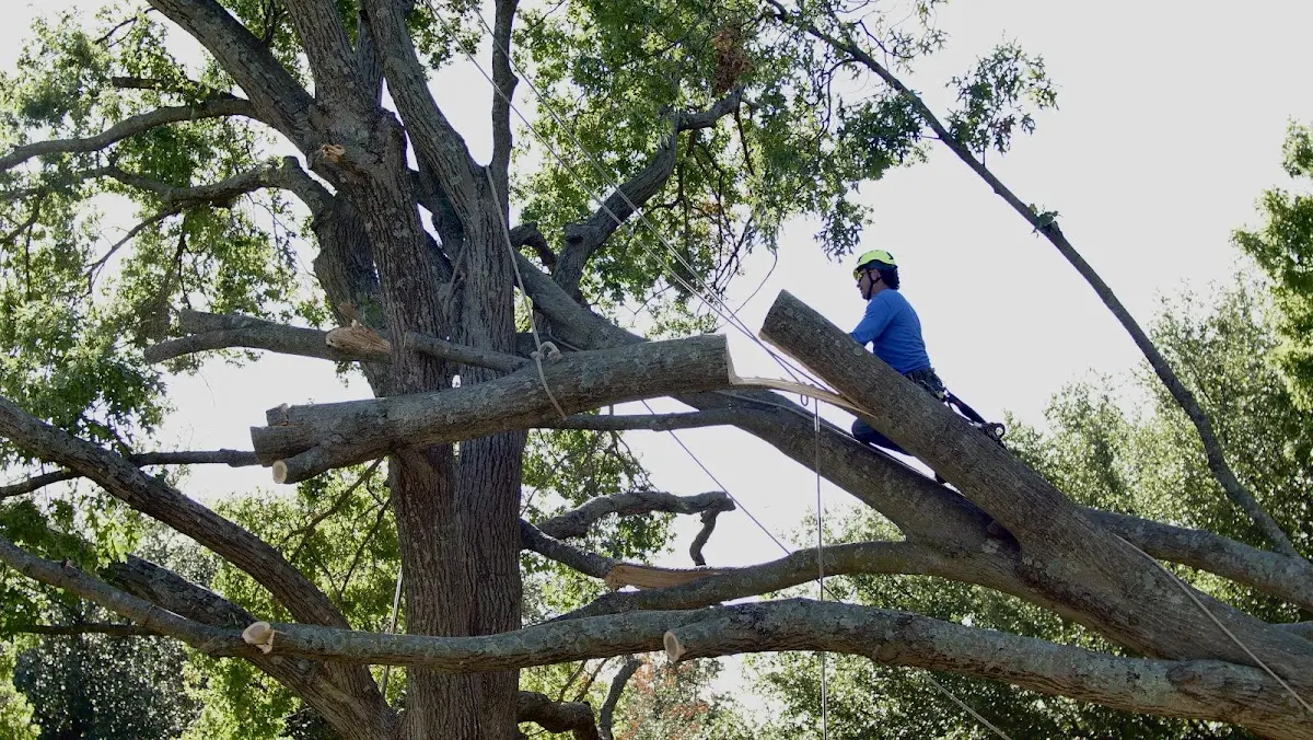 Professional Crown Thinning performed by certified arborists in Bingham
